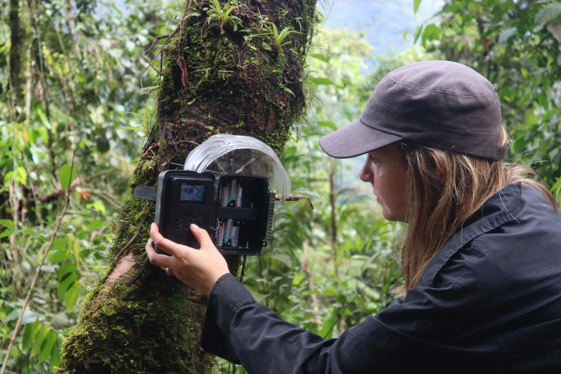 Camera trap capture of wildlife in the cloud forest at La Hesperia
