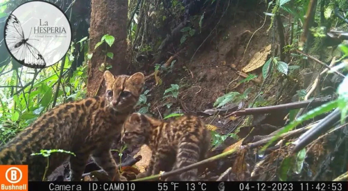 Clouded tiger cat (Leopardus pardinoides) documented by camera trap at La Hesperia