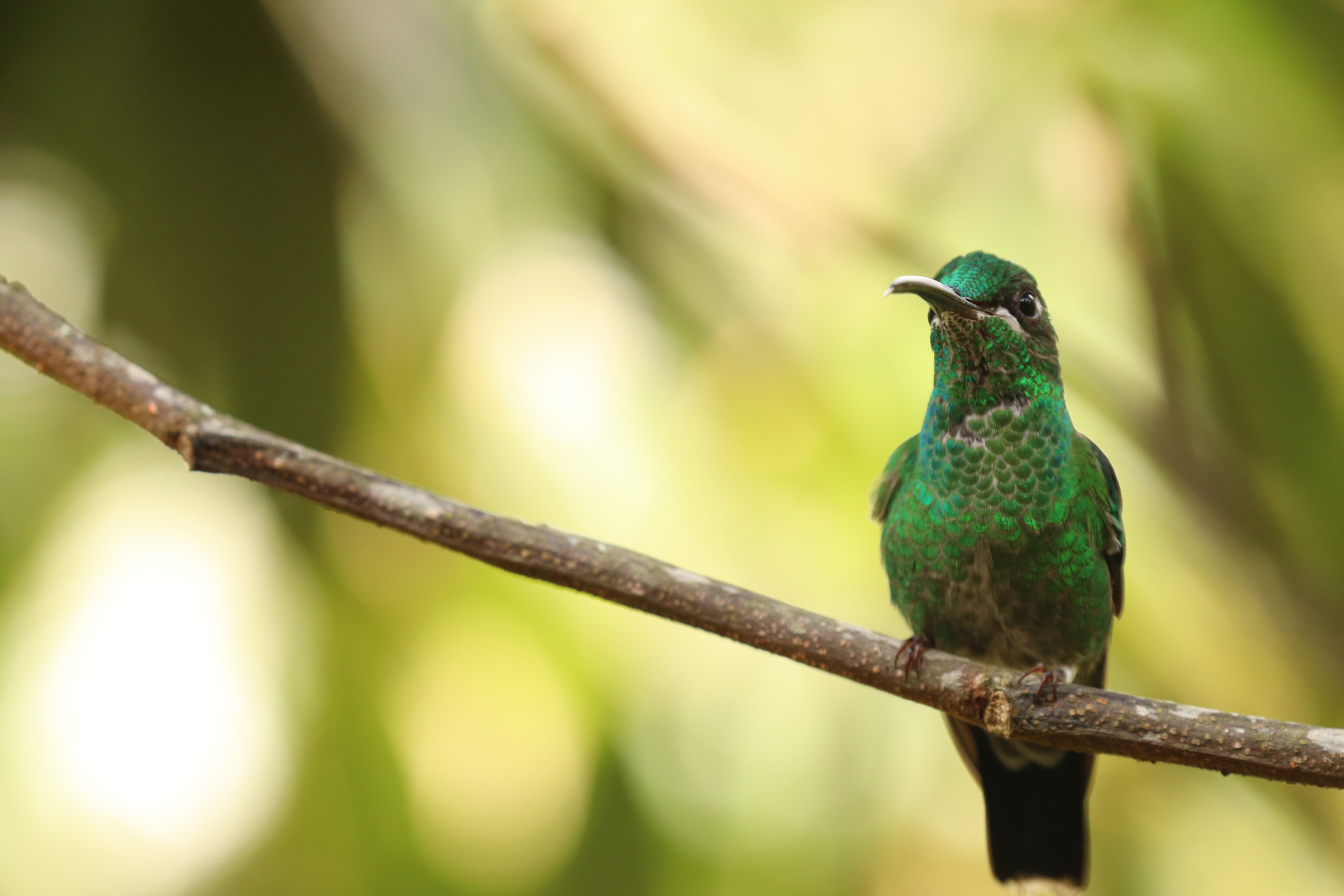 Hummingbird in flight at La Hesperia cloud forest