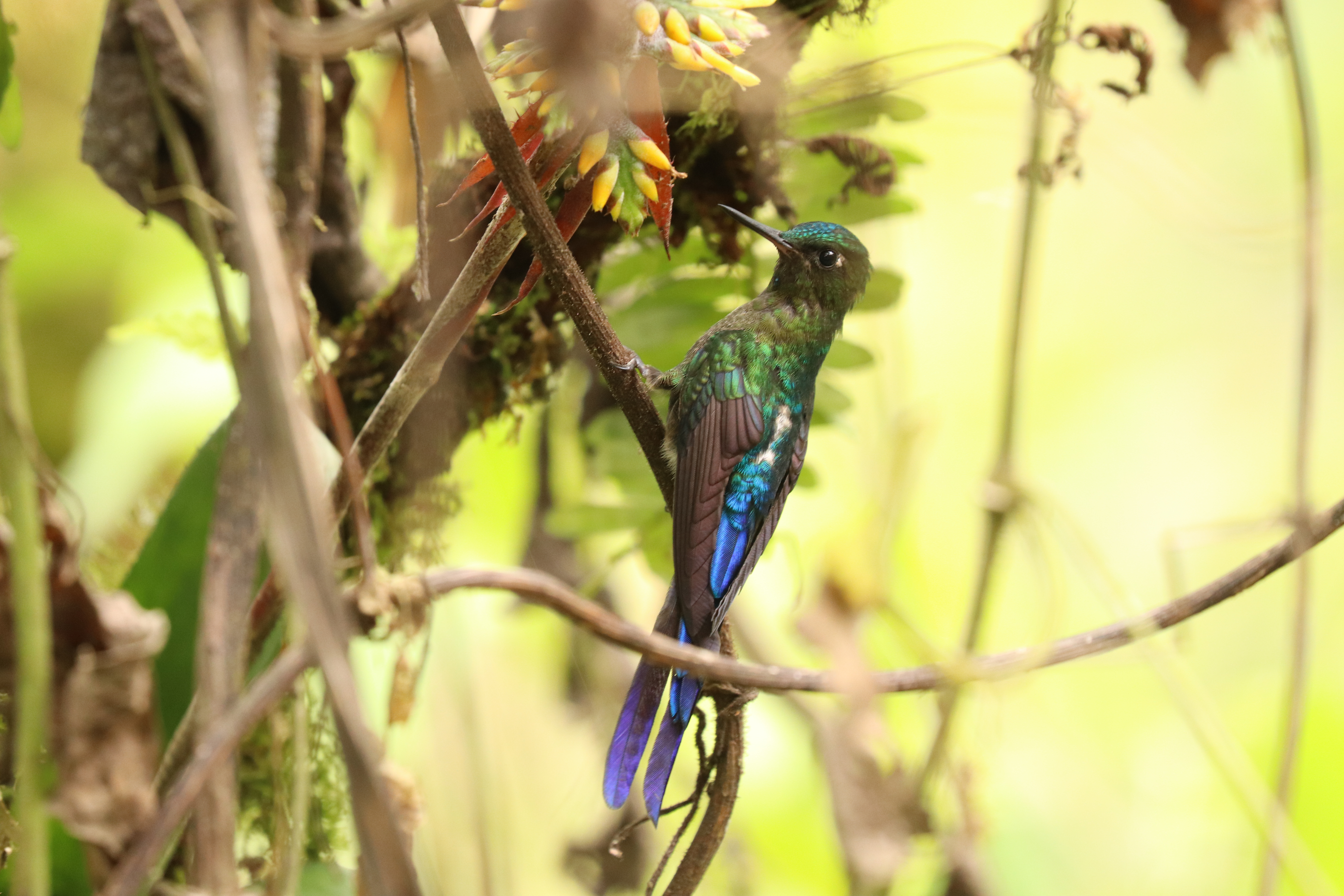 Hummingbird at La Hesperia cloud forest reserve