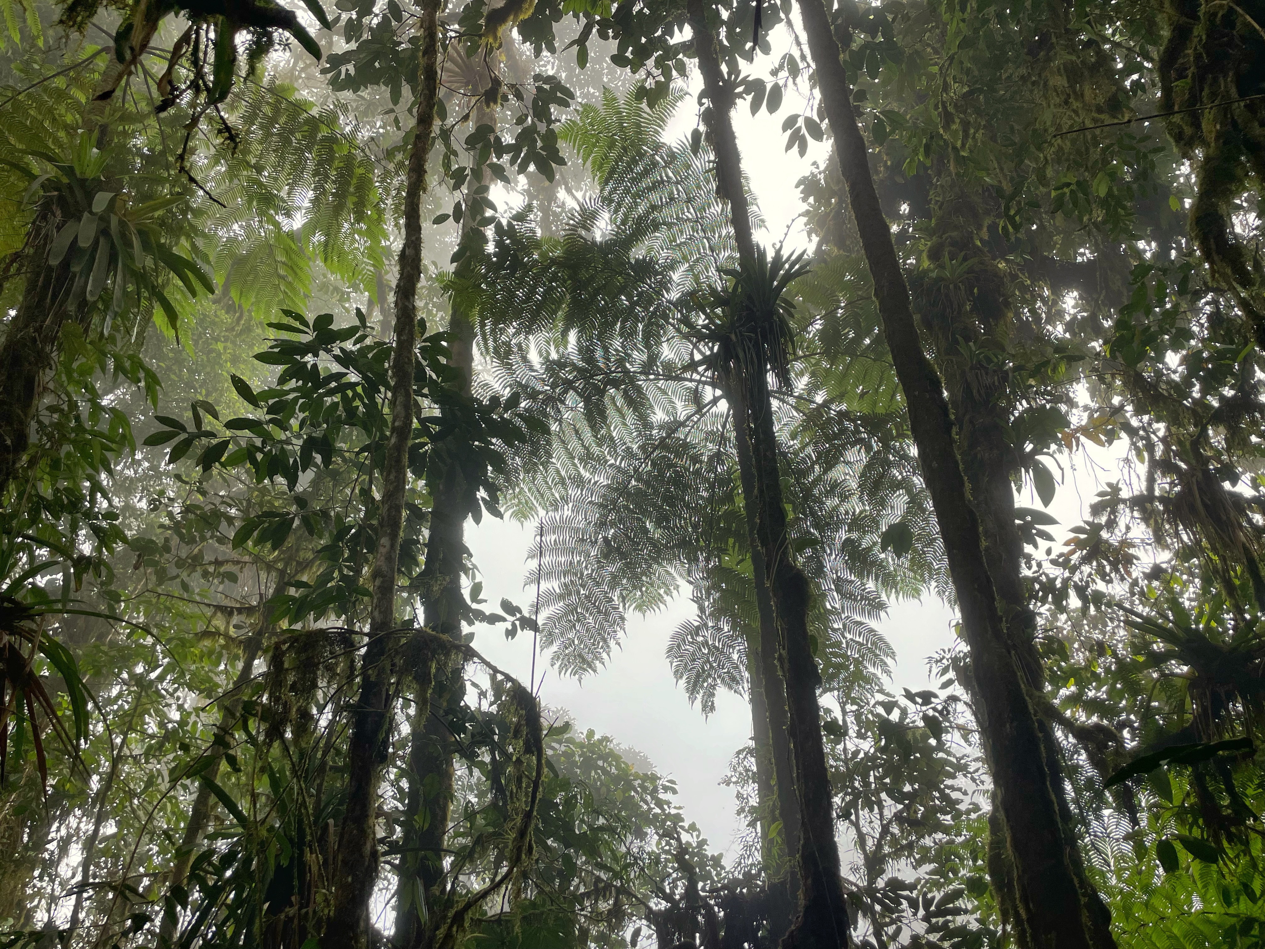 Cloud forest at La Hesperia