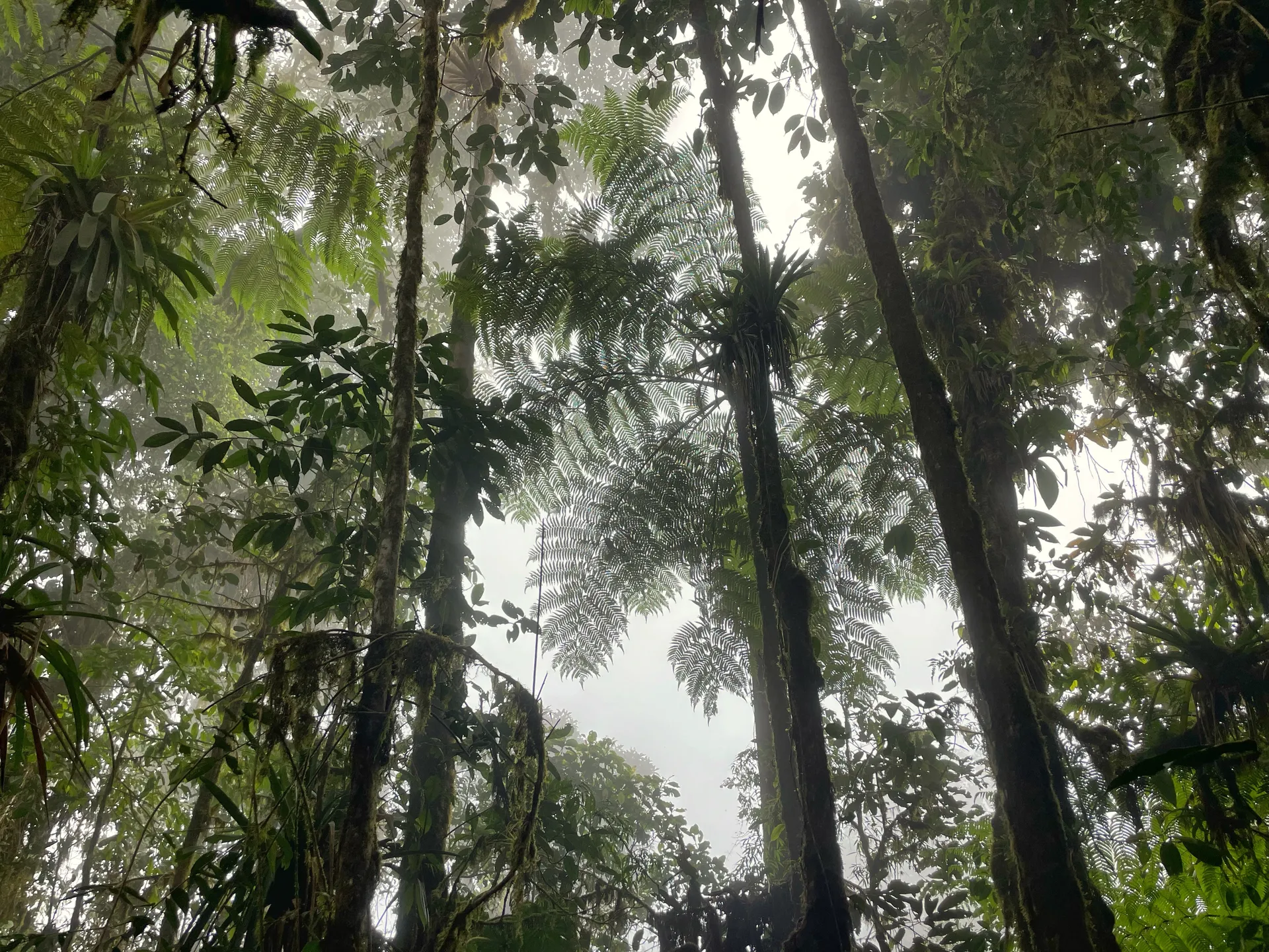 Cloud forest at La Hesperia