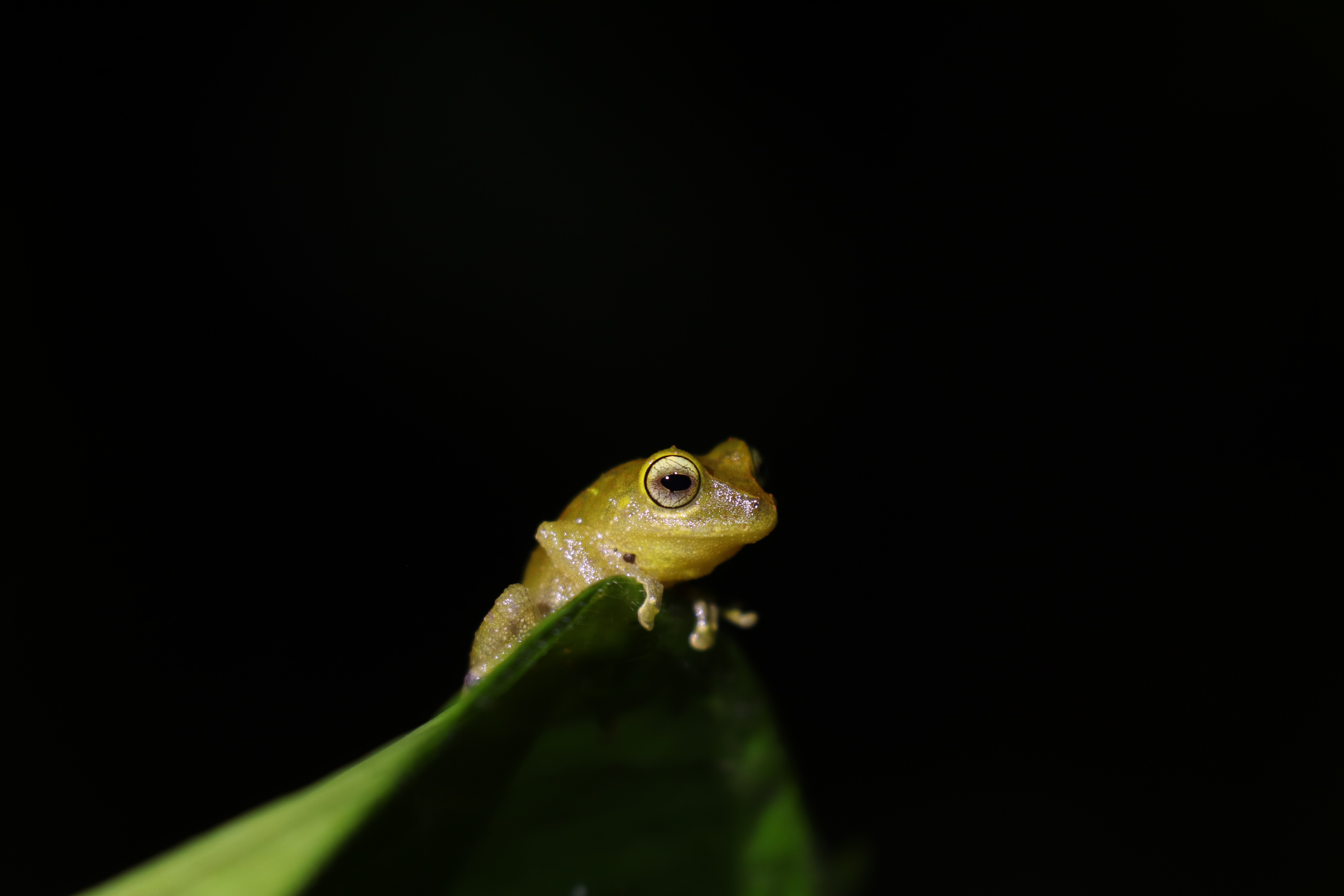 Glass frog at La Hesperia