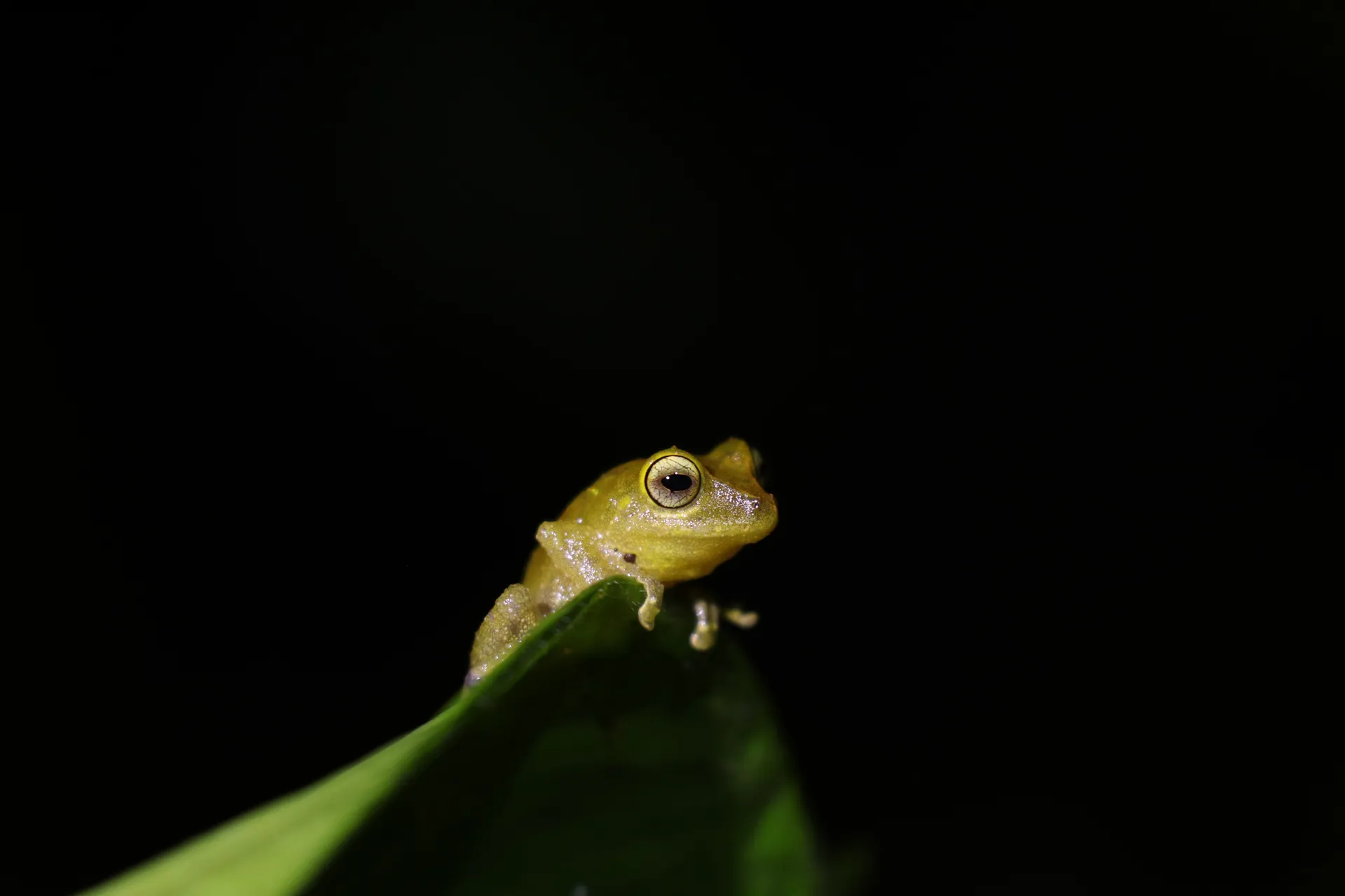 Tree frog at night in the cloud forest