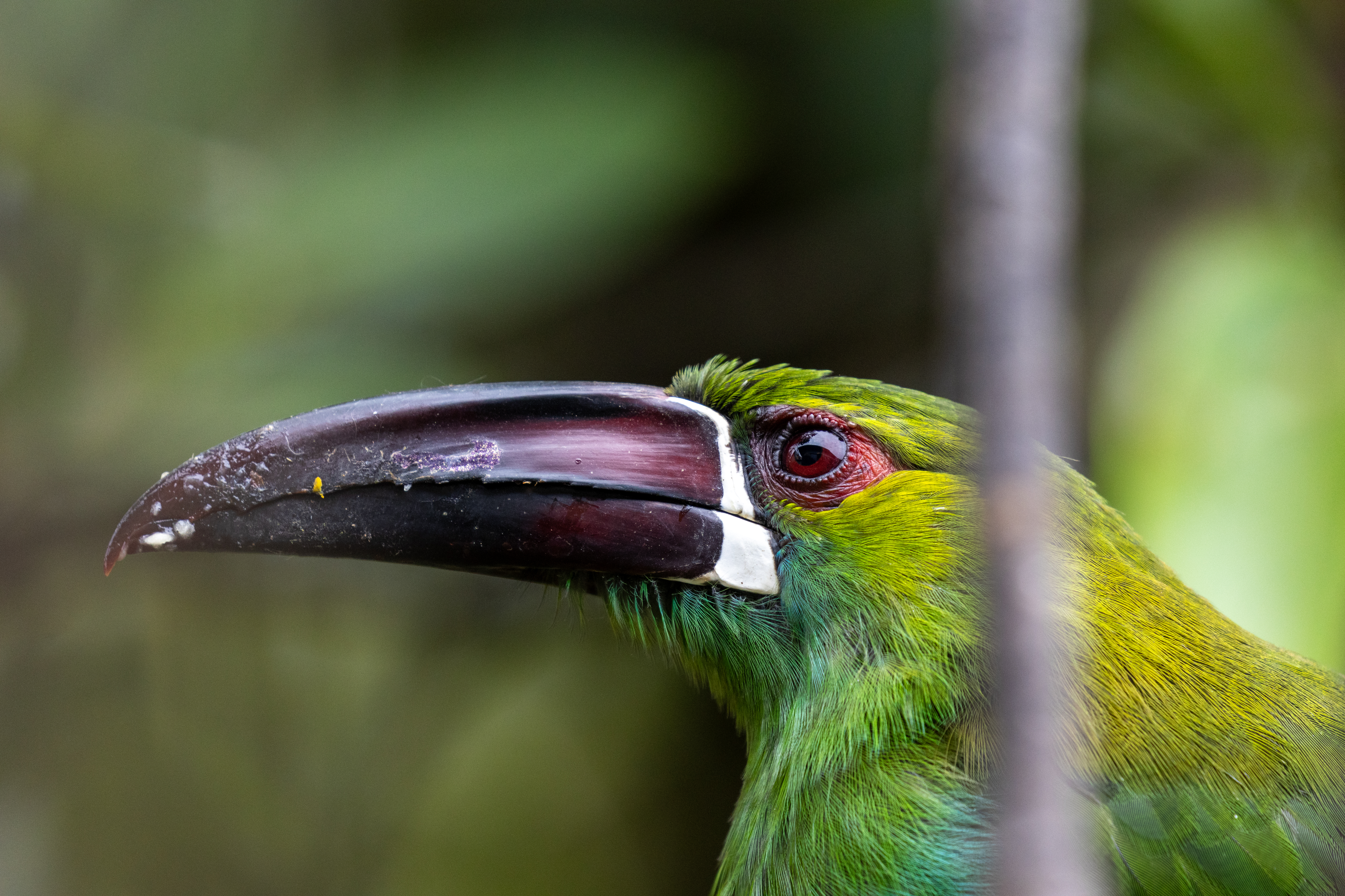 Green toucan in the cloud forest at La Hesperia