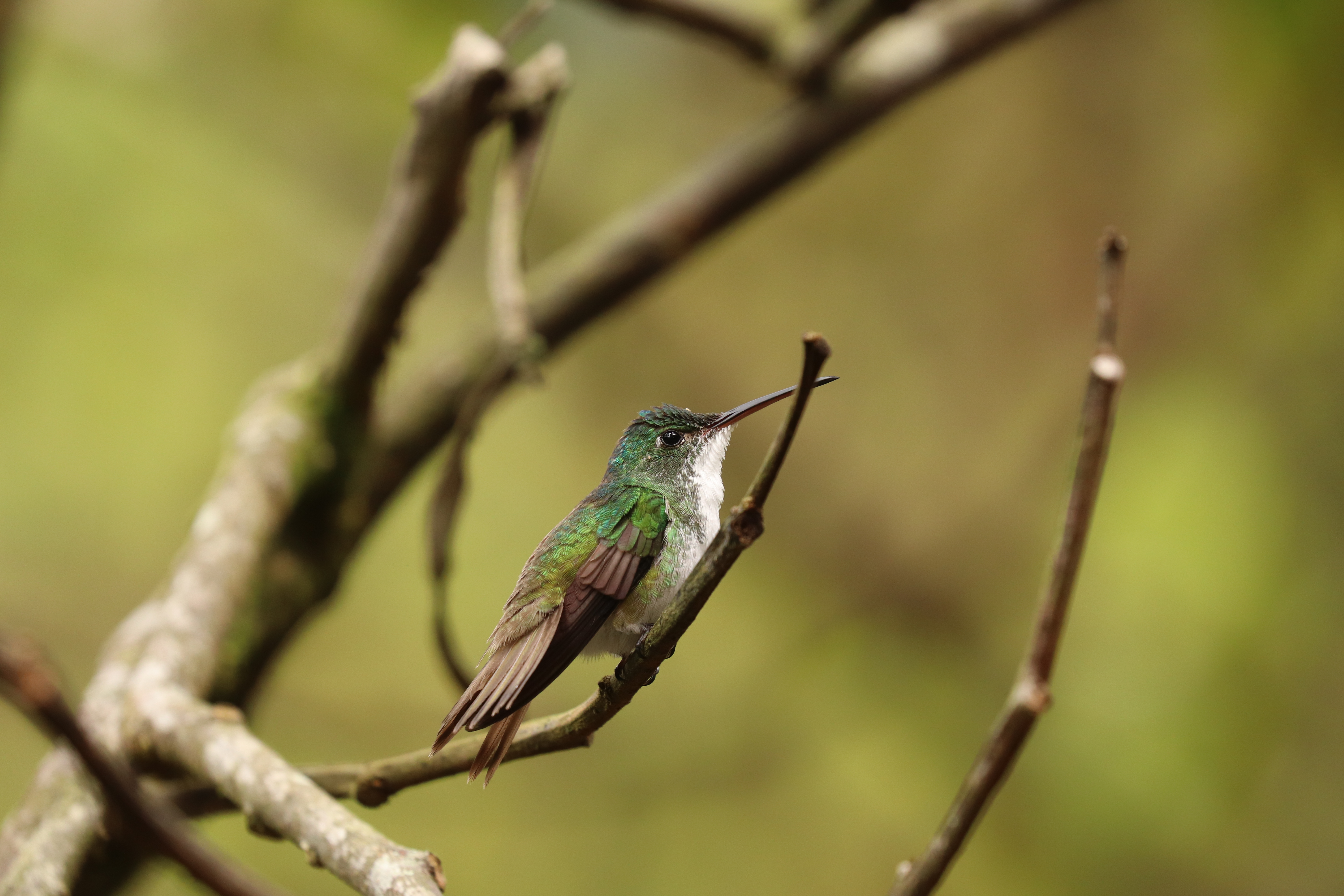 Bird in the cloud forest at La Hesperia