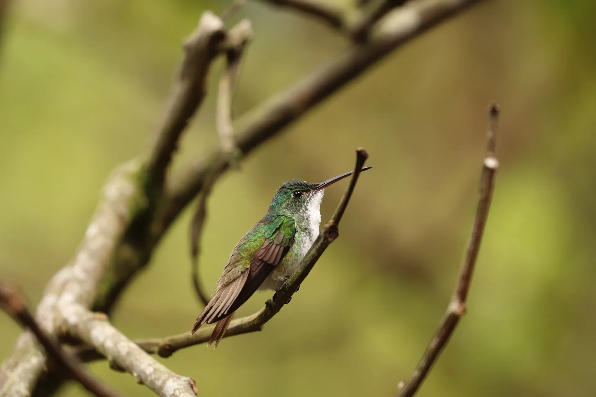 Bird in the cloud forest at La Hesperia