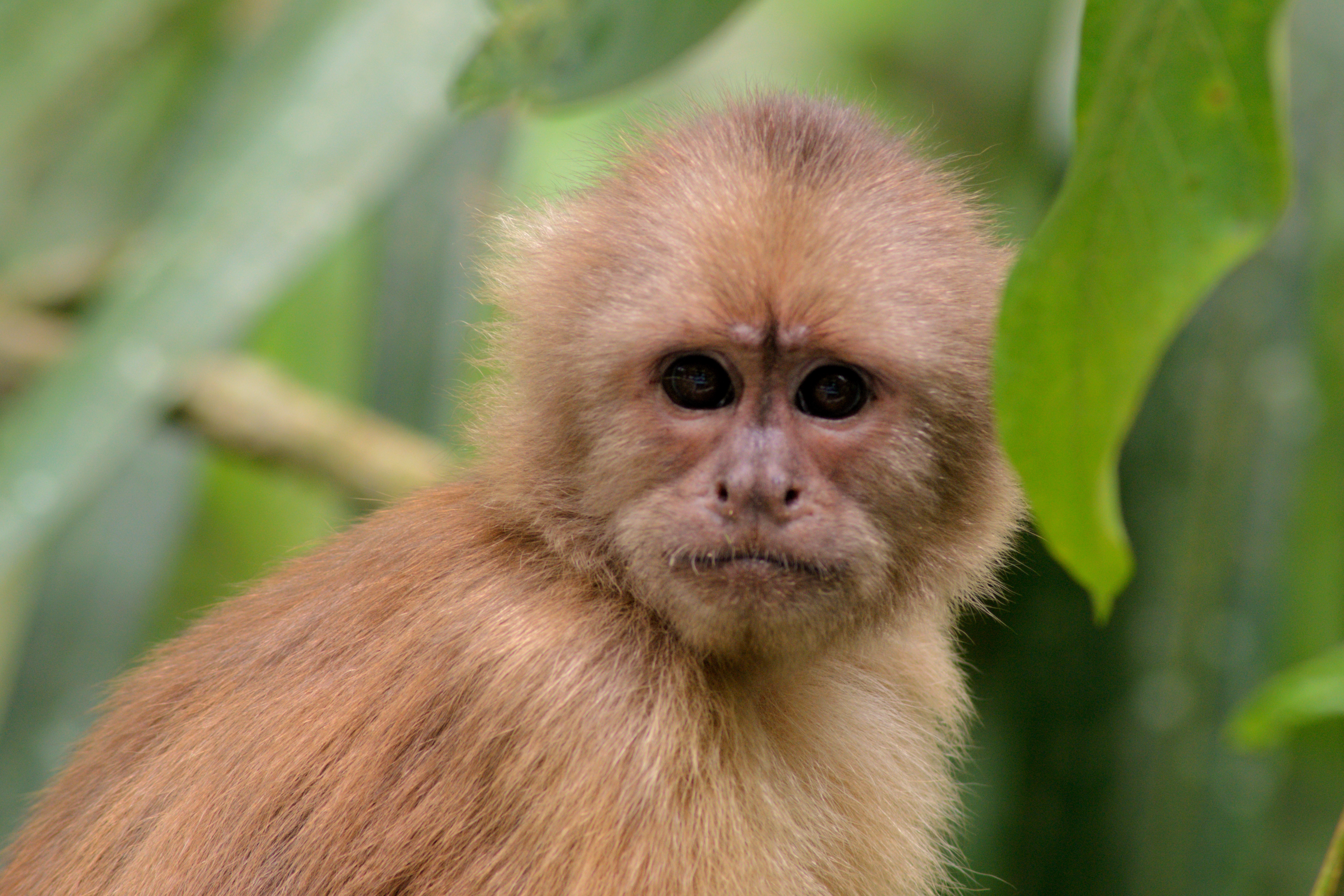 Ecuadorian capuchin monkey captured by camera trap at La Hesperia
