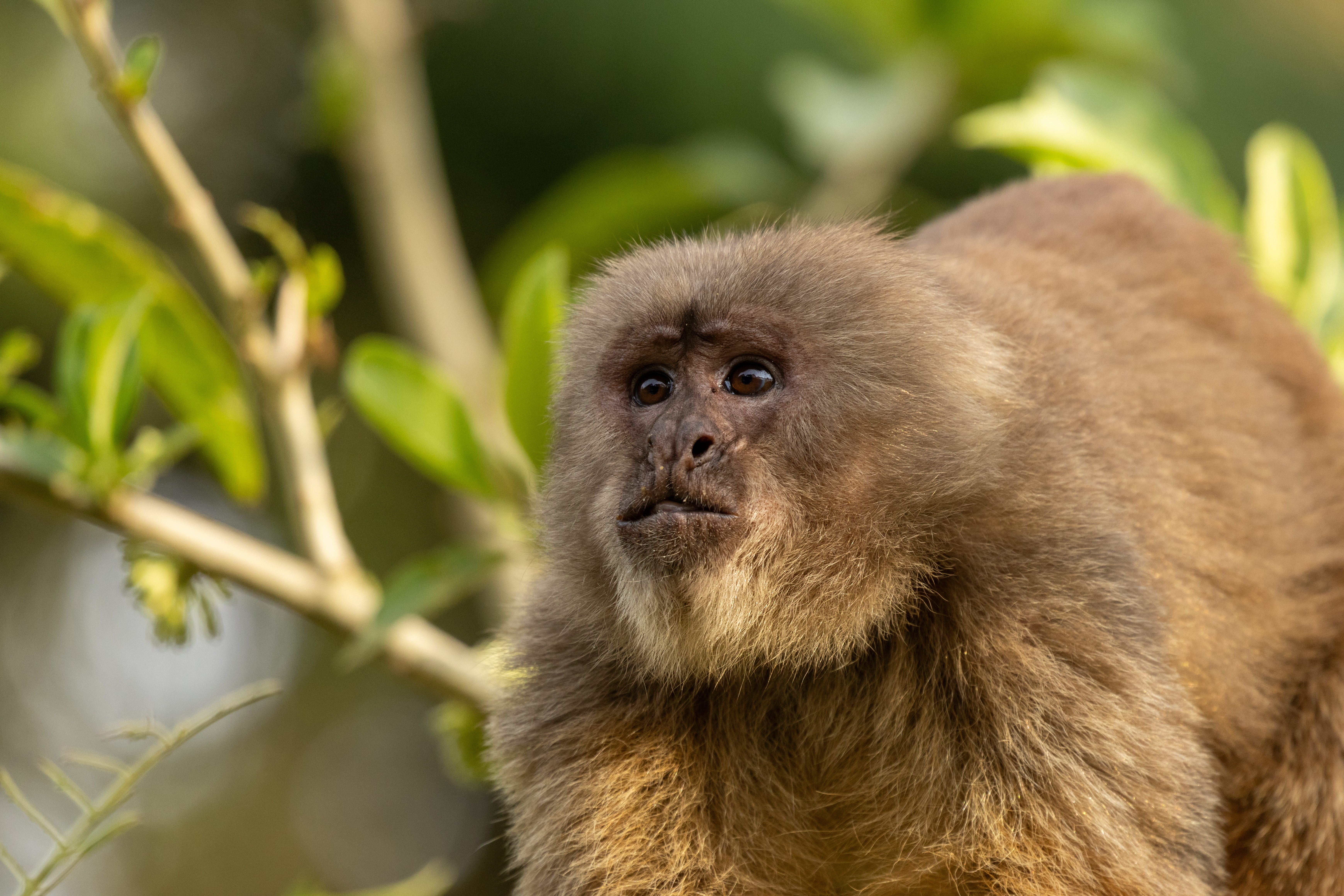 Ecuadorian capuchin monkey
