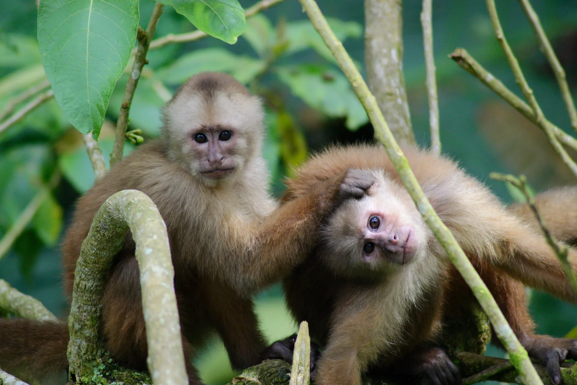 Ecuadorian capuchin monkeys documented at La Hesperia